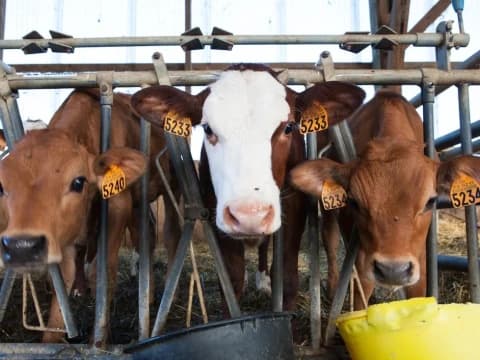 Tips Memilih Hewan Kurban yang Baik di Tengah PMK