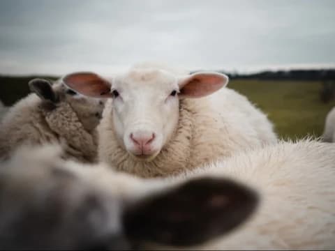 Jual Kulit Hewan Kurban Haram?