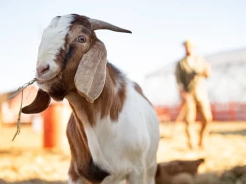 Tata Cara Menyembelih Hewan Kurban: Rukun, Syarat, dan Doanya