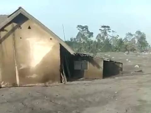 Belum Panen, Kebun Tebu Rata dengan Pasir Erupsi Semeru