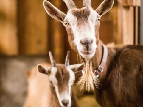 Perhatikan 2 Syarat Hewan Kurban yang Harus Dipenuhi