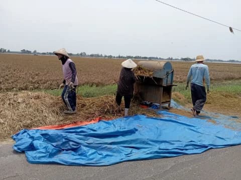 Petani di Pati Alami Kerugian: Sawah Tergenang Banjir, Harga Beras Turun Jelang Musim Panen