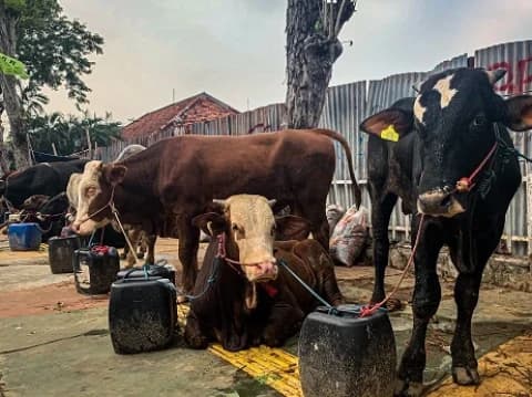 Siapa yang Menanggung Biaya Operasional Kurban?