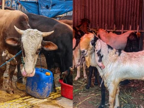 Lebih Utama Mana, Kurban Kambing Sendirian atau Sapi Patungan? 