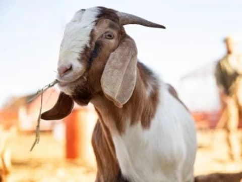 Empat Persamaan dan Empat Perbedaan Kurban Wajib dan Sunnah