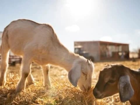 Hendak Kurban, Pastikan Syarat Hewan Pilihan Terpenuhi