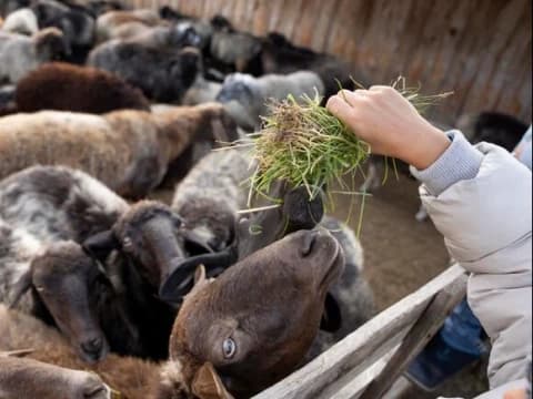 Hari Hak Asasi Binatang: Etika Menyembelih Hewan dalam Islam
