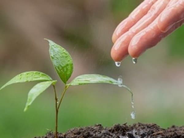 Khutbah Jumat: Mari Jaga Keseimbangan Alam