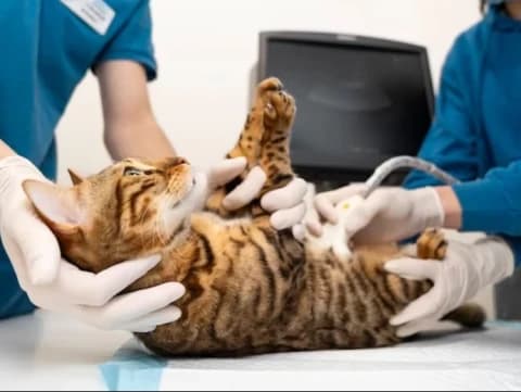 Viral Kucing Dicekoki Minuman Keras: Rasulullah Larang Siksa Hewan