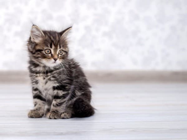 Khutbah Jumat: Adab Islam terhadap Hewan