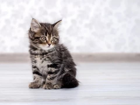 Hukum Kebiri Kucing untuk Kendalikan Populasi yang Tak Terkendali