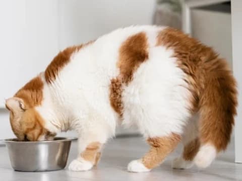 Makanan yang Dijilat Kucing, Apakah Najis?