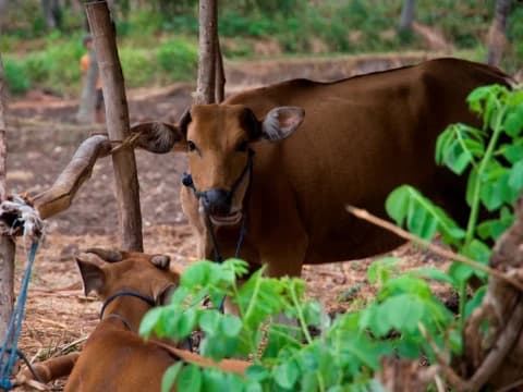 Wajib Karantina Ternak karena PMK, Peternak Keluhkan Pembengkakan Biaya Pengiriman