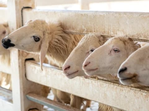 Apakah Orang Kaya Boleh Menerima Daging Kurban Wajib?