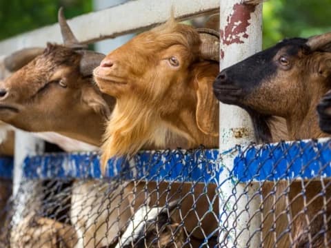 3 Perbedaan Penyembelihan Kurban dan Hadyu