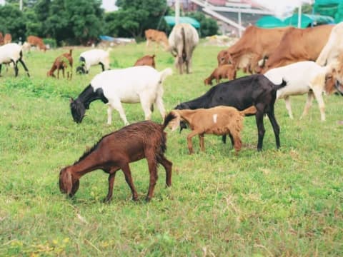 Cegah Wabah PMK, Ini Mitigasi yang Perlu Dilakukan terhadap Hewan Kurban