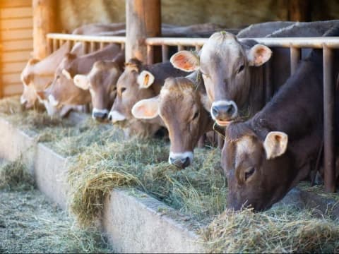 Antisipasi Wabah Penyakit pada Hewan Ternak dalam Kajian Thibbun Nabawi