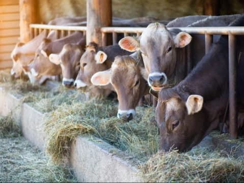 Penyebaran PMK Makin Luas, Produksi Susu Sapi Perah Turun Drastis dari 15 ke 5 Liter Per Hari