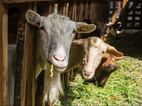LBM PBNU Dengarkan Penjelasan Dokter Hewan Terkait PMK pada Ternak
