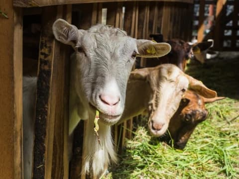 Penyakit Mulut dan Kuku pada Ternak yang terus Meluas Jadi Sorotan