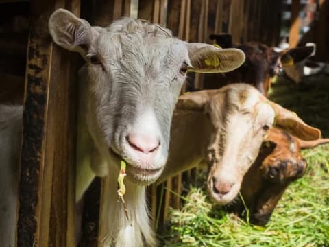 Hukum Menyembelih Hewan hingga Putus Kepala