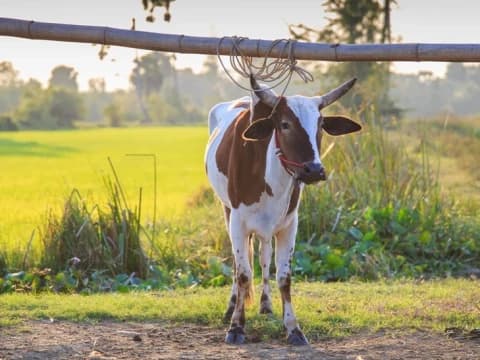 Jelang Idul Adha, Kementan Pastikan Stok Daging Sapi Aman dari PMK
