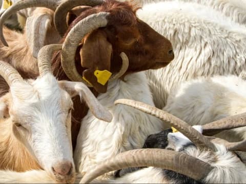 360 Kurban, 360 Berhala: Riwayat Gelap di Balik Idul Adha