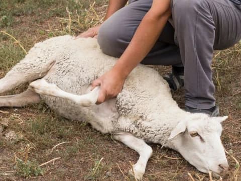 Khutbah Jumat: Berbuatlah Baik kepada Hewan Kurban, Jangan Menyakiti dan Menyiksanya