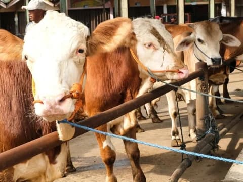 Khutbah Idul Adha Bahasa Jawa 1446 H: Makna Haji lan Kurban minangka Bukti Taat marang Gusti Allah