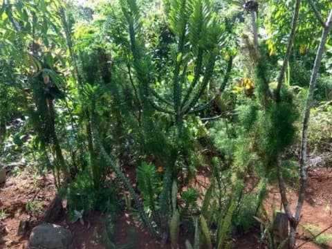 Ziarah ke Kuburan Nonmuslim Ternyata Sunah, Asal Begini