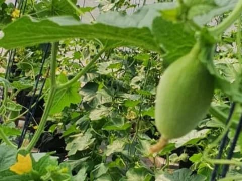 Pesantren Cipulus Kembangkan Inovasi Pertanian Lewat Budidaya Melon Inthanon