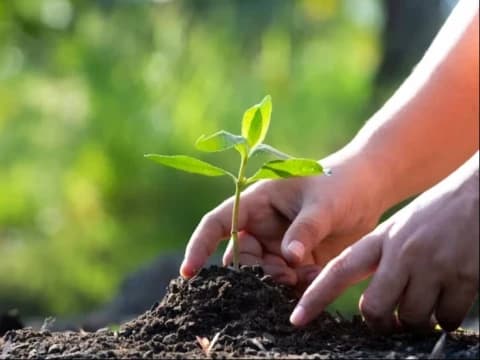 Pahala Jariyah bagi Orang yang Menanam Pohon