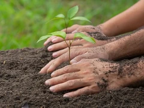 Khutbah Jumat: Menanam Pohon Demi Kehidupan yang Lebih Sehat