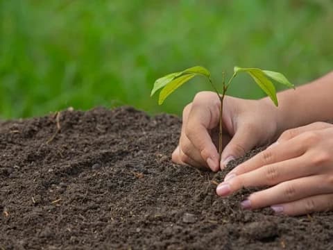 Khutbah Jumat: Seruan Menanam Pohon untuk Generasi Mendatang