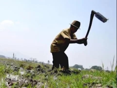 Doa Petani saat Awal Menanam Padi