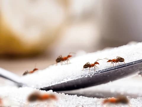Menelan Semut yang Terselip di Makanan dan Minuman, Bagaimana?