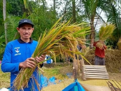 Melihat Panen Padi Organik Petani NU di Banyumas Jawa Tengah