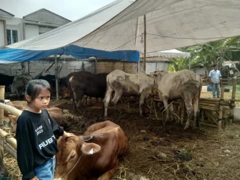 Penjual Hewan Kurban Juga Melayani Pembelian Online