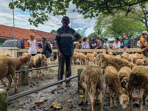 Tips Memilih Hewan Kurban yang Sehat dan Tidak Berpenyakit