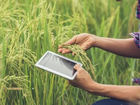 Kemuliaan Bekerja di Sektor Pertanian dalam Islam