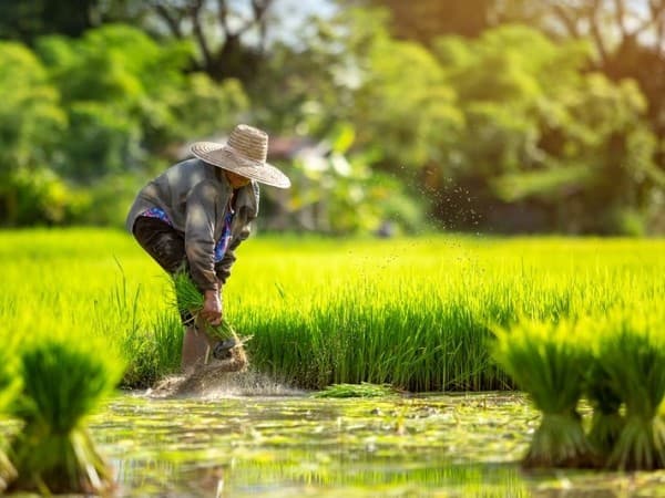 Cara Menghitung Zakat Pertanian Tanaman Pangan