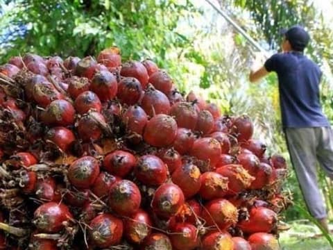 Jeritan Petani Sawit, Harga Anjlok hingga Pilih Tak Panen