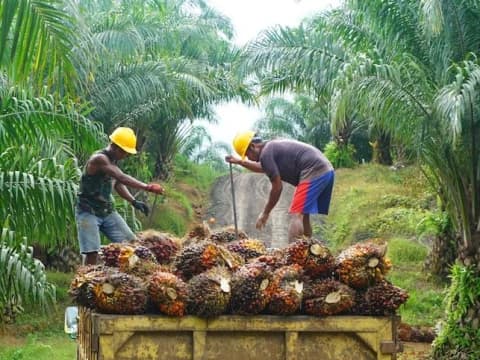 PBNU Gerakkan Potensi Ekonomi Berbasis Sawit
