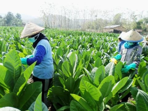 Petani Tembakau Garut Kecewa RUU Kesehatan dan Bantuan Pemerintah yang Tak Sampai