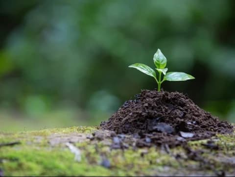 Khutbah Jumat: Mari Jaga Alam untuk Keberlanjutan Kehidupan