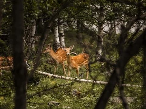 Hukum Berburu, Menyembelih, dan Pentingnya Makanan Halal