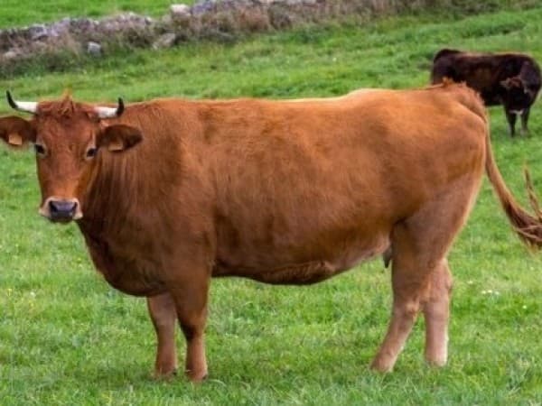 Kampung Terpencil dan Sapi yang Mencurigakan