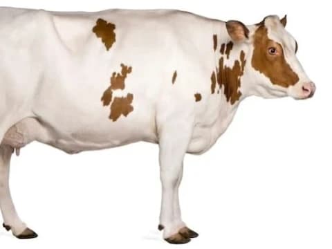 Wabah PMK Sebabkan Harga Hewan Kurban Naik