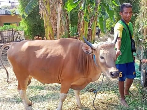 Cerita Penjual Sapi Kurban Tak Mampu Penuhi Pesanan di Tengah Wabah PMK