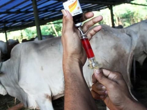 200 Ribu Lebih Terjangkit PMK, Pemerintah Gencarkan Vaksinasi Hewan Ternak